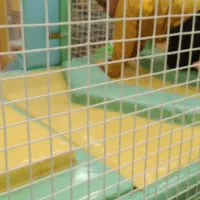 تمیز کاانه حیاط وباغچه نصب خانه بازی تاتامی صاف پل