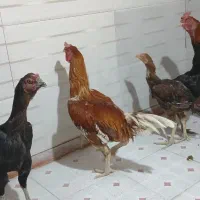 خروس و مرغ لاری|حیوانات مزرعه|گیلان غرب, |دیوار