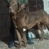 سگ عراقی اصل|سگ|تبریز, |دیوار