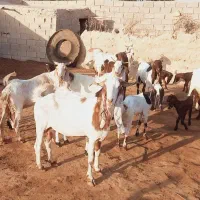 اهواز|حیوانات مزرعه|شادگان, |دیوار