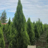 سرو کامیس نوکدار (عمده)|گل و گیاه طبیعی|رضوانشهر, |دیوار