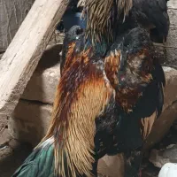 مرغوخروس