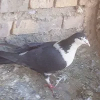 کفتر|پرنده|قائن, |دیوار