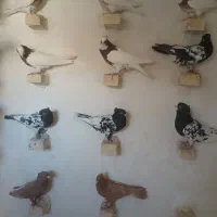 کبوتر|پرنده|شیراز, حومه شیراز|دیوار