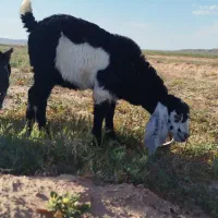 دو راس بز زاییده شیرا