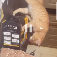 گربه ی توپولی زرد تو اطراف خ صدوقی و اینا کم|حیوانات|ارومیه, |دیوار