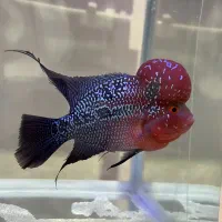 آکواریوم شرکتی دلسا با ماهی فلاور|ماهی|تبریز, |دیوار