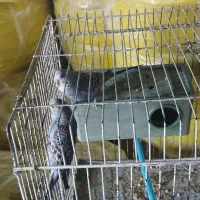 مرغ عشق ، جفتی ، مولد|پرنده|شیراز, شهرک مخابرات|دیوار