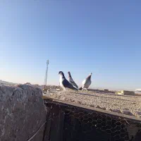 دوعددکفتر هوایی عالی با آلمانی میپریده