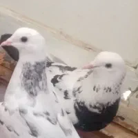کبوتر ،پشتی، سرور ،گل دمبی،
