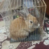 خرگوش هلندی باهوش|موش و خرگوش|سبزوار, شرق کال عیدگاه|دیوار