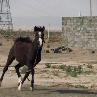 کره نژاد دار|اسب و تجهیزات اسبسواری|کاشمر, |دیوار