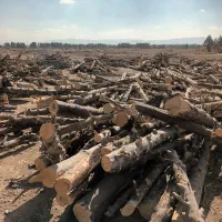 فروش چوب کاج|خدمات باغبانی و درختکاری|لنجان, |دیوار