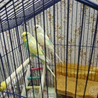 مرغ عشق جفت نژاد تهرانی وکوتوله برزیلی وطوطی ملنگو|پرنده|مشهد, گلبرگ|دیوار