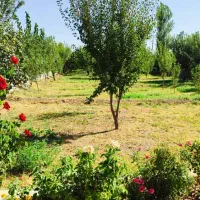 فروش یک قطعه باغ با امکانات ویژه|فروش دفتر صنعتی، کشاورزی، تجاری|مراغه, |دیوار