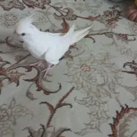 طوطی|پرنده|قم, انسجام|دیوار