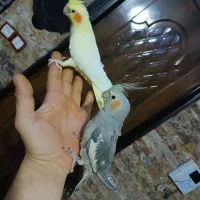 ۲جفت عروس اهلی ومولد|پرنده|ارومیه, |دیوار