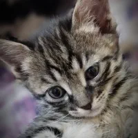 حیوان خانگی