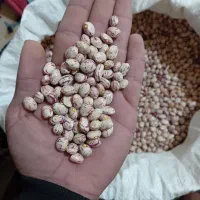 لوبیا چیتی درجه1|خوردنی و آشامیدنی|نوبران, |دیوار