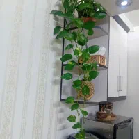 گیاه پتوس آویز