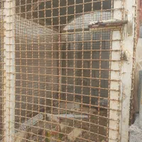 فروش قفس آهنی|لوازم جانبی حیوانات|وردشت, |دیوار