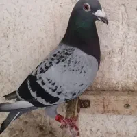 کبوتر پلاکی، مسافتی، گرفتنی مسابقات