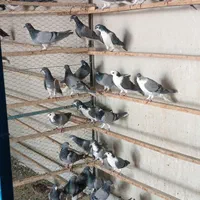 سیاپشت خرقه یا بدرنگ|پرنده|اصفهان, دهنو (محمدآباد)|دیوار