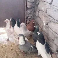 حیون بوم|پرنده|نیشابور, فضل|دیوار