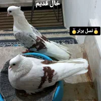 کفتر نقش و رنگی