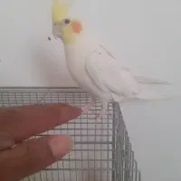 عروس هلندی جوجه بالغ دستی لیتینو البینو|پرنده|مبارکه, |دیوار