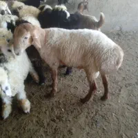 بره چینی|حیوانات مزرعه|شیراز, عادل آباد|دیوار