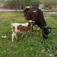 یک عدد گاو هولشتاین با گوساله ماده