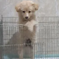 سگ،توله|سگ|رفسنجان, |دیوار