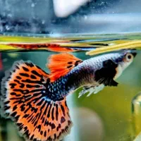 ماهی گوپی کالرزبرا آنجل لجن خار تترا نعون آکواریوم|ماهی|تهران, امام زاده حسن|دیوار