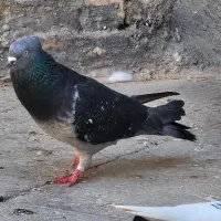 کبوتر گرفتنی