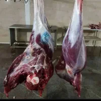 گوشت شتر مرغ کیلو۱۳۵۰