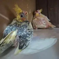جفت مولد عروس هلندی
