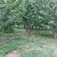 باغ فروشی در سد کارده دره ال ۱۵۰۰ متری|فروش خانه و ویلا|مشهد, کارده|دیوار