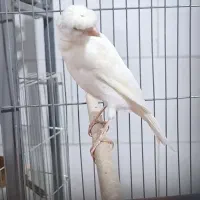 قناری سفید کاکلی. نر دهن زن|پرنده|شیراز, پودنک|دیوار