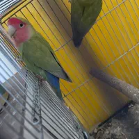 یک جفت کوتوله برزیلی تخم گذار