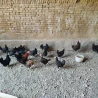 مرغ رسمی