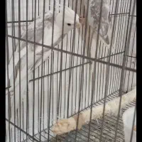 عروس هلندی مولد