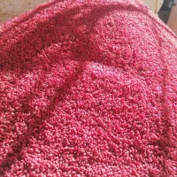 فروش عمده زرشک پفکی اعلا بیرجند (مستقیم از کشاورز)