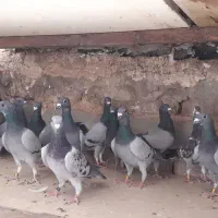 دسته ۱۸ تایی نر|پرنده|بیرجند, |دیوار