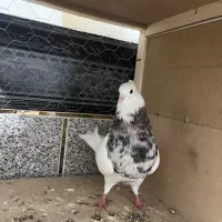 کبوتر طوقی|پرنده|تاتار علیا, |دیوار