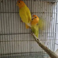 جفت طوطی همراه با ۴ تا جوجه