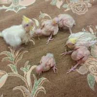 جوجه عروس هلندی|پرنده|تهران, طرشت|دیوار