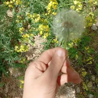 باغ در اوغلی به متراژ ۵۰۰متر