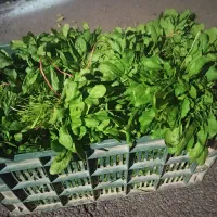 فروش  سبزی خوردن