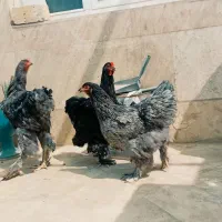 مرغ و خروس برهما|حیوانات مزرعه|قم, باجک دو|دیوار